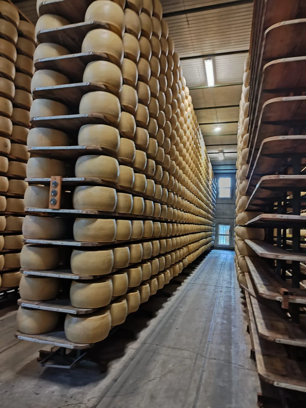 Scaffalature con forme di formaggio a lunga stagionatura